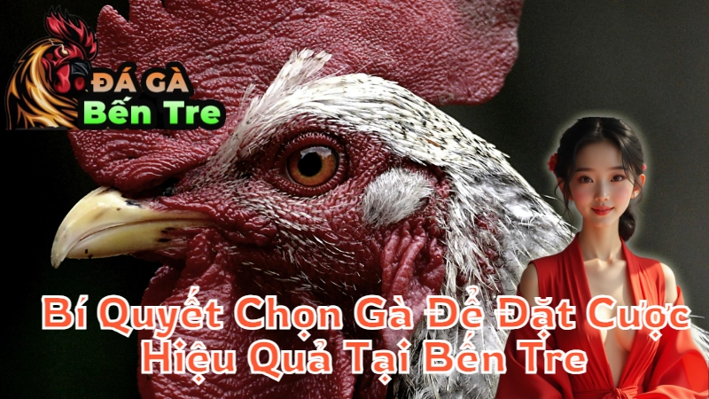 Bí Quyết Chọn Gà Để Đặt Cược Hiệu Quả Tại Bến Tre