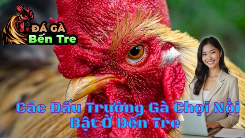 Các Đấu Trường Gà Chọi Nổi Bật Ở Bến Tre