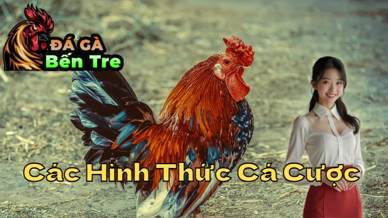 Các Hình Thức Cá Cược Đá Gà Tại Bến Tre