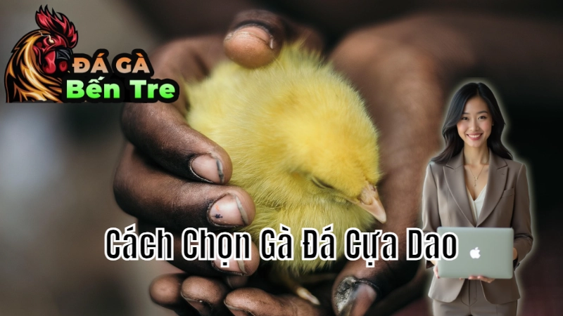 Cách Chọn Gà Đá Cựa Dao Ở Bến Tre Hiệu Quả