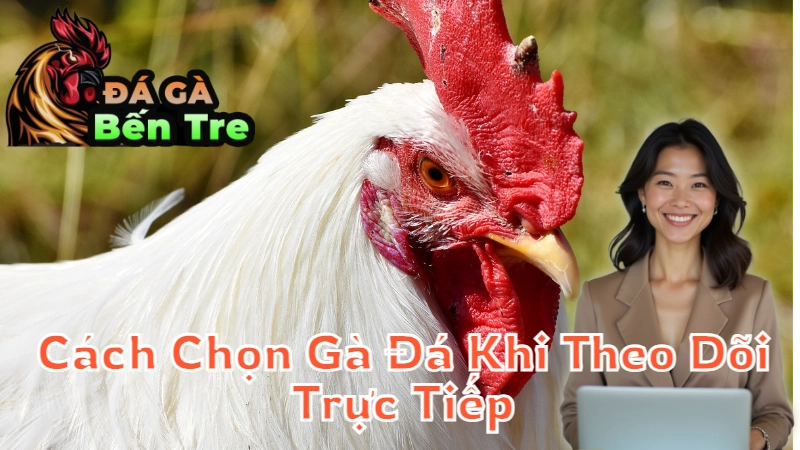 Cách Chọn Gà Đá Khi Theo Dõi Trực Tiếp