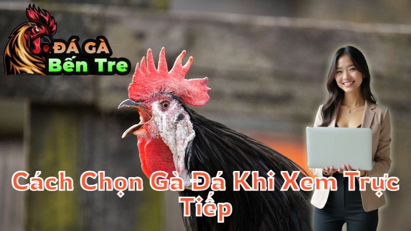 Cách Chọn Gà Đá Khi Xem Trực Tiếp Tại Bến Tre