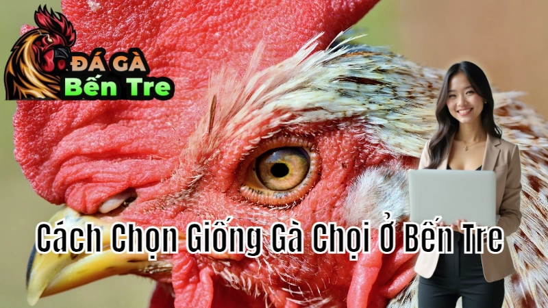 Cách Chọn Giống Gà Chọi Ở Bến Tre