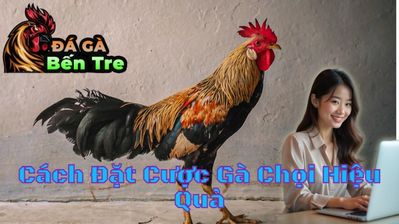 Cách Đặt Cược Gà Chọi Hiệu Quả Tại Bến Tre