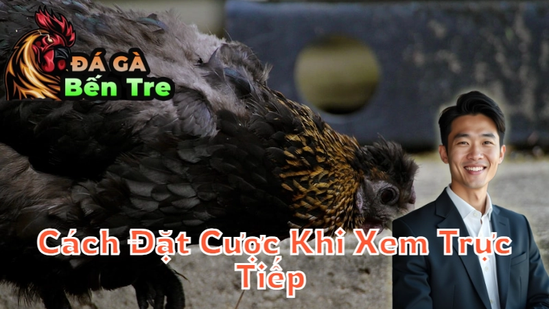 Cách Đặt Cược Khi Xem Trực Tiếp Gà Đá