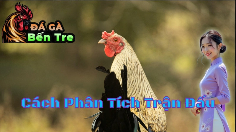 Cách Phân Tích Trận Đấu Khi Xem Trực Tiếp Đá Gà