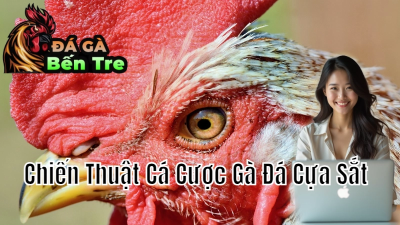 Chiến Thuật Cá Cược Gà Đá Cựa Sắt