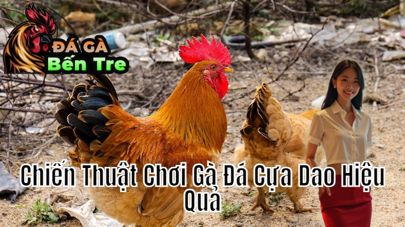 Chiến Thuật Chơi Gà Đá Cựa Dao Hiệu Quả