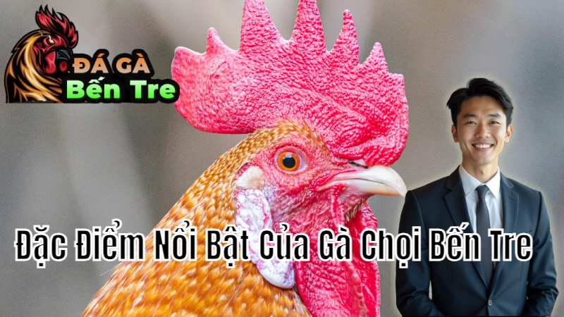 Đặc Điểm Nổi Bật Của Gà Chọi Bến Tre