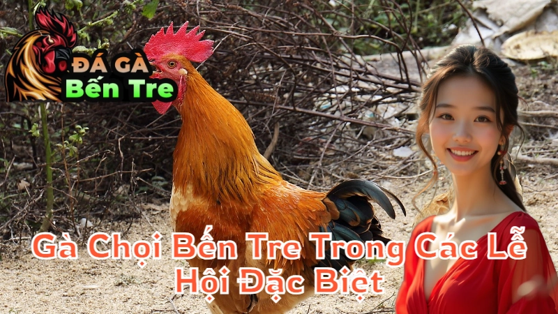 Gà Chọi Bến Tre Trong Các Lễ Hội Đặc Biệt