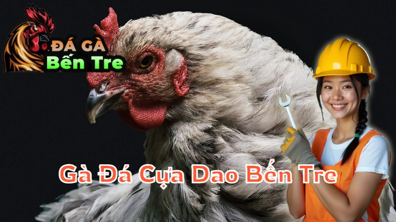 Gà Đá Cựa Dao Bến Tre - Vũ Khí Đáng Gờm