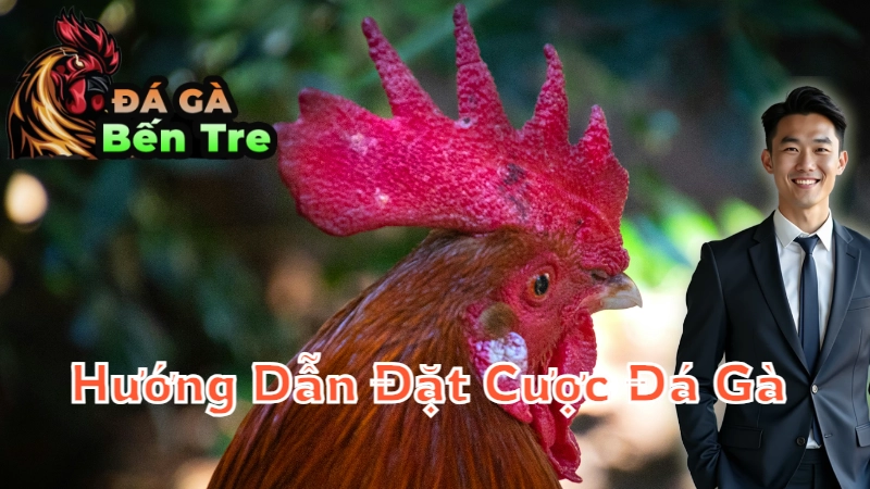 Hướng Dẫn Đặt Cược Đá Gà Khi Xem Trực Tiếp Đá Gà