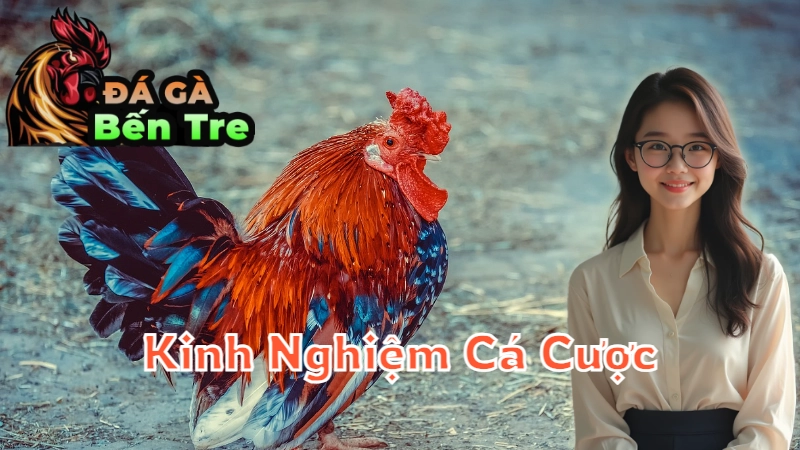 Kinh Nghiệm Cá Cược Đá Gà Từ Các Cao Thủ Bến Tre