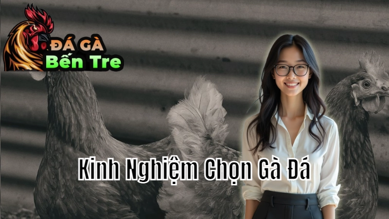 Kinh Nghiệm Chọn Gà Đá Cựa Dao Chuẩn