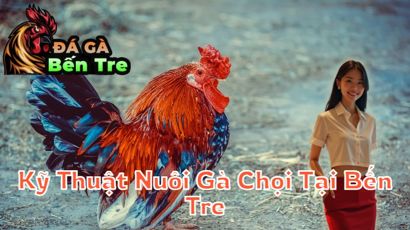 Kỹ Thuật Nuôi Gà Chọi Tại Bến Tre