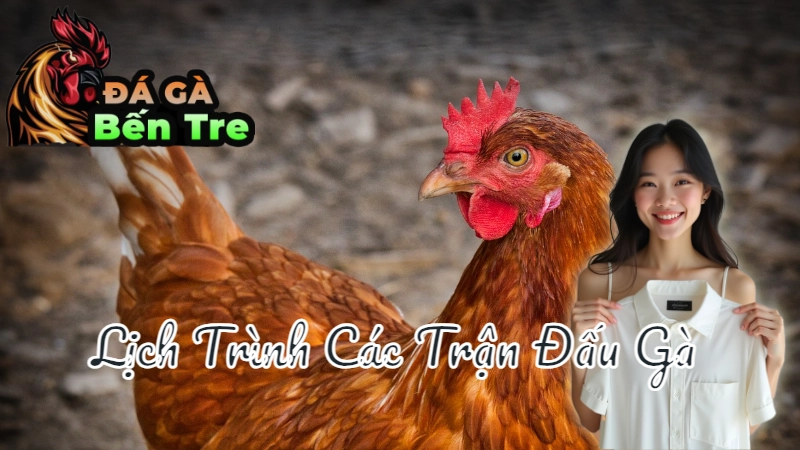 Lịch Trình Các Trận Đấu Gà Trực Tiếp Tại Bến Tre