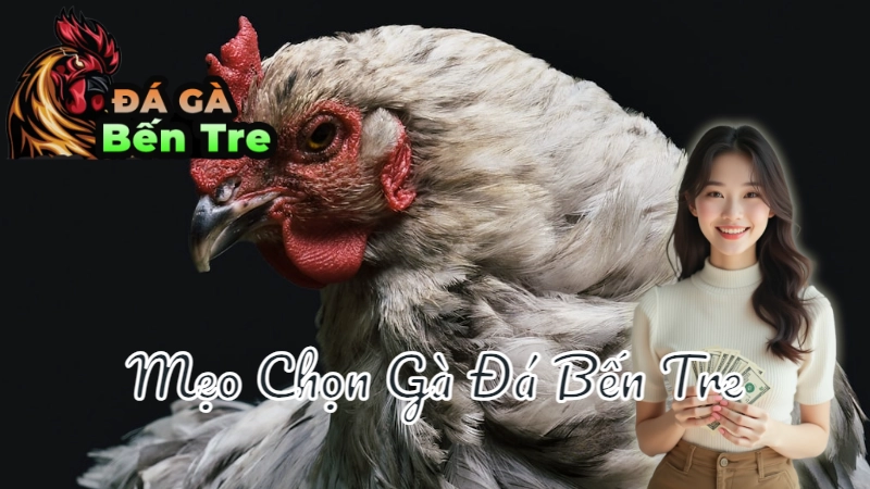 Mẹo Chọn Gà Đá Bến Tre Đúng Chuẩn