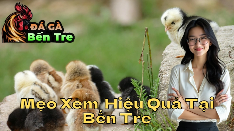 Mẹo Xem Gà Trực Tiếp Hiệu Quả Tại Bến Tre