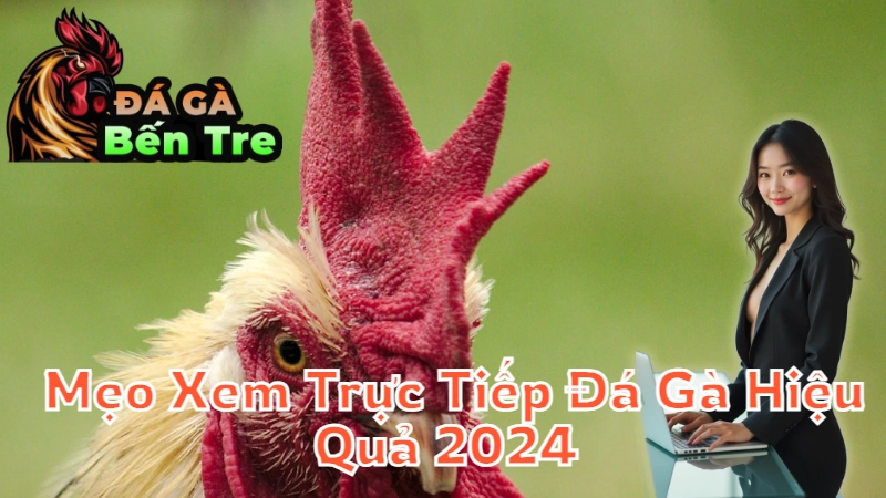 Mẹo Xem Trực Tiếp Đá Gà Hiệu Quả 2024