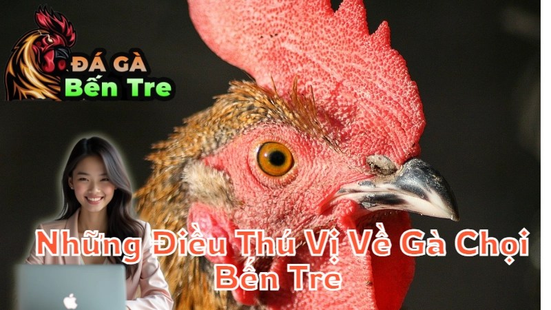 Những Điều Thú Vị Về Gà Chọi Bến Tre