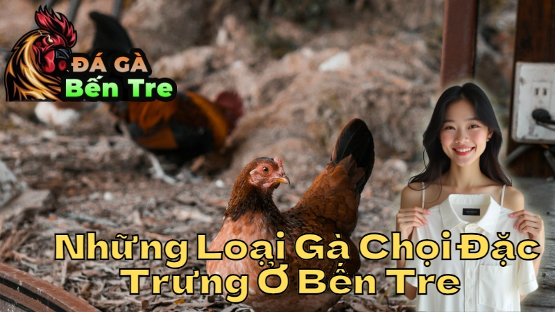 Những Loại Gà Chọi Đặc Trưng Ở Bến Tre