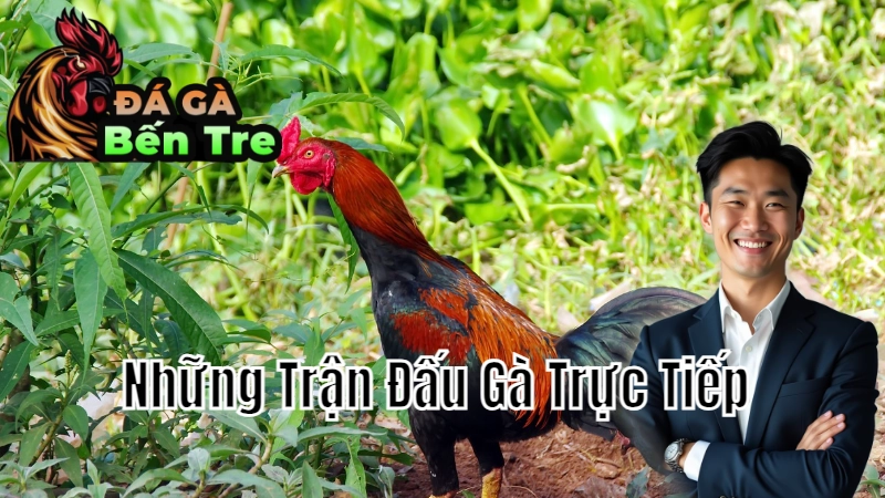 Những Trận Đấu Gà Trực Tiếp Đáng Xem Nhất Ở Bến Tre