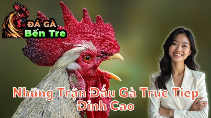 Những Trận Đấu Gà Trực Tiếp Đỉnh Cao Ở Bến Tre