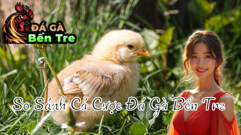 So Sánh Cá Cược Đá Gà Bến Tre Và Các Khu Vực Khác