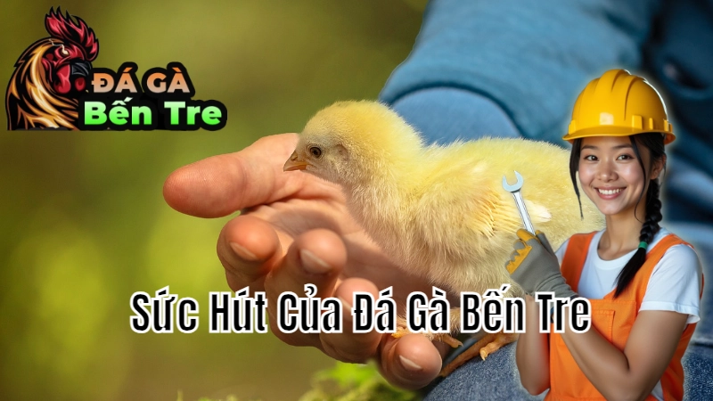 Sức Hút Của Đá Gà Bến Tre - Thú Vui Đầy Hồi Hộp