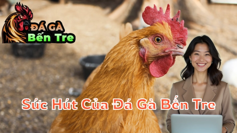 Sức Hút Của Đá Gà Bến Tre - Thú Vui Đầy Hồi Hộp