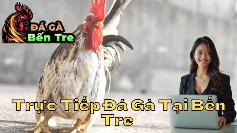 Trực Tiếp Đá Gà Tại Bến Tre - Cách Xem Hiệu Quả